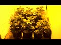 Growing Cannabis- Still vegging.. Ep 3