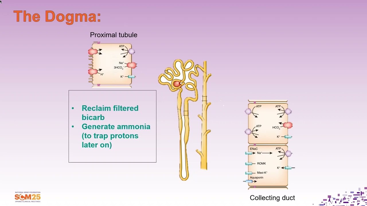 2025 Spring Clinical Meetings — A Little H+ Among Friends