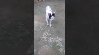 #বিড়ালের ডাক #trending #funny screenshot 2