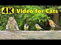 Cat TV 4K ~ Birds and Squirrels ⭐ Happy New Year ⭐