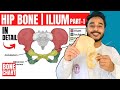 Hip bone anatomy 3d  ilium bone anatomy  bones of lower limb anatomy
