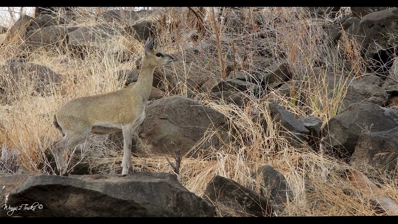 The Alarm Call of a Klipspringer -  Leopard Uninterested, but a Week Later Everything Changed