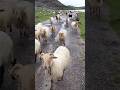 Sheep Sound 🐑 | SHEEP #shorts