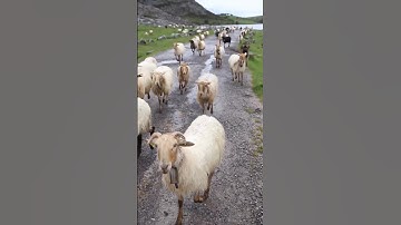 Sheep Sound 🐑 | SHEEP #shorts