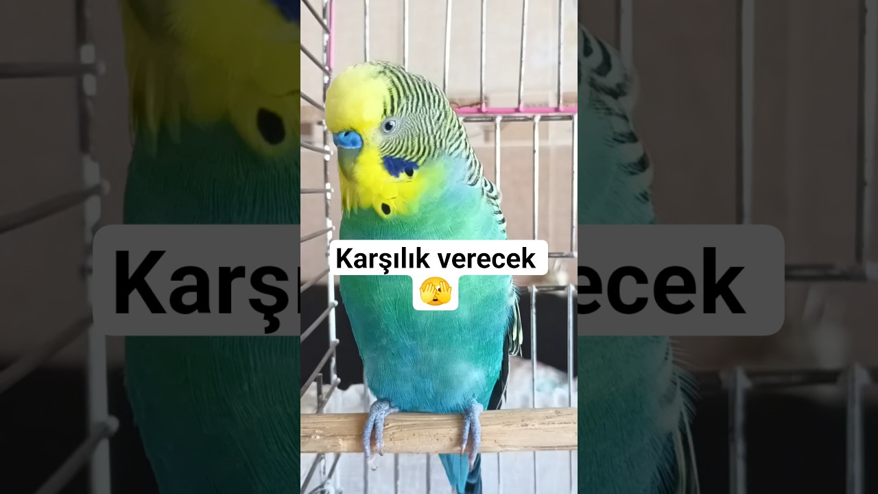 Kuşun Karşılık verecek #muhabbetkuşu #konuşankuş #birds #budgies #vogel #parrot #cute #talkingparot