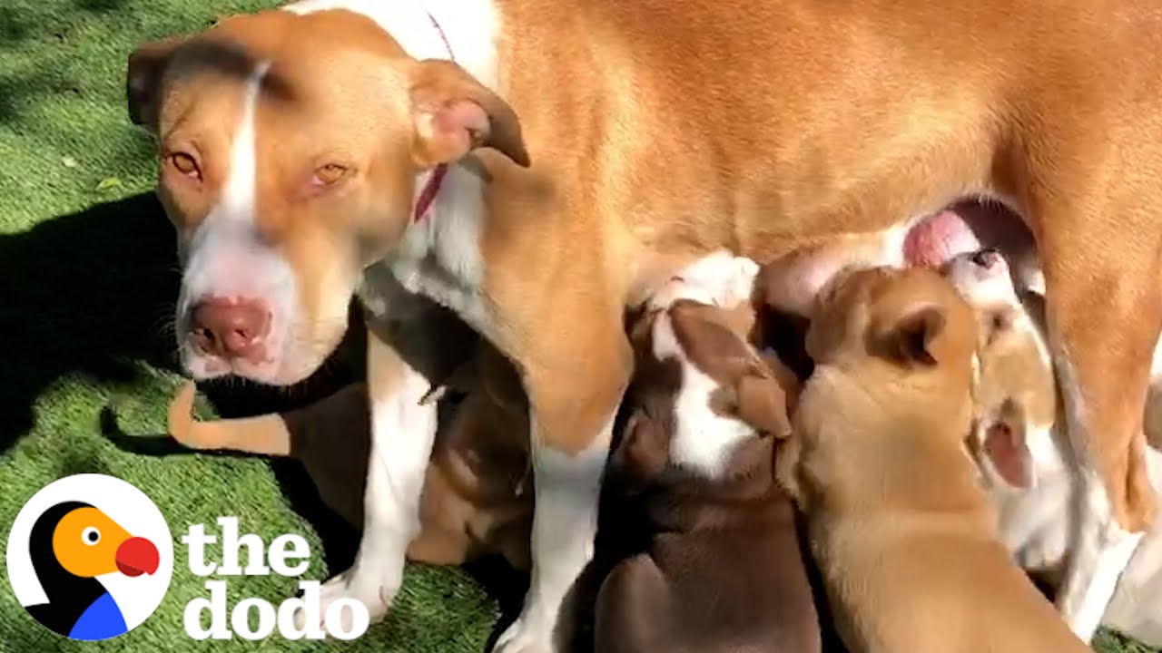People Across The World Rescue Very Pregnant Pitties Just In Time | The  Dodo - YouTube
