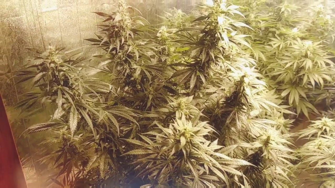 Girls of the garden update - Week 6 Day 41 from flip