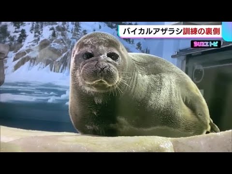 〈ＢＵＺＺトピ〉 『待て』をする“バイカルアザラシ”　そのトレーニングの裏側とは？【新潟】 (22/04/05 18:50)