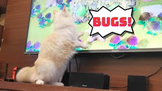 Cat Goes Wild On Animal Crossing Critters! 😮 by Eli & Mocha 284 views 6 months ago 1 minute, 3 seconds