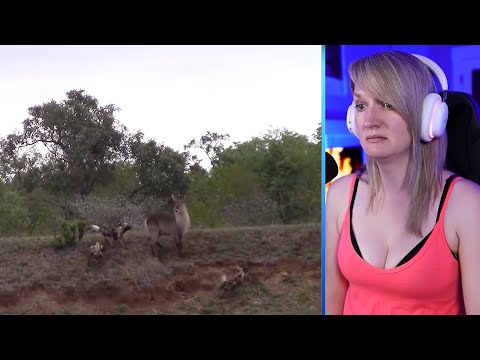 15 Attacks By Impatient And Merciless Wild Dogs Part 1 | Pets House
