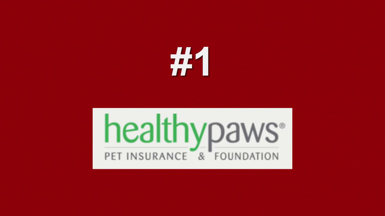 5 Best Dog Insurance Companies by [Wowworda] YouTube