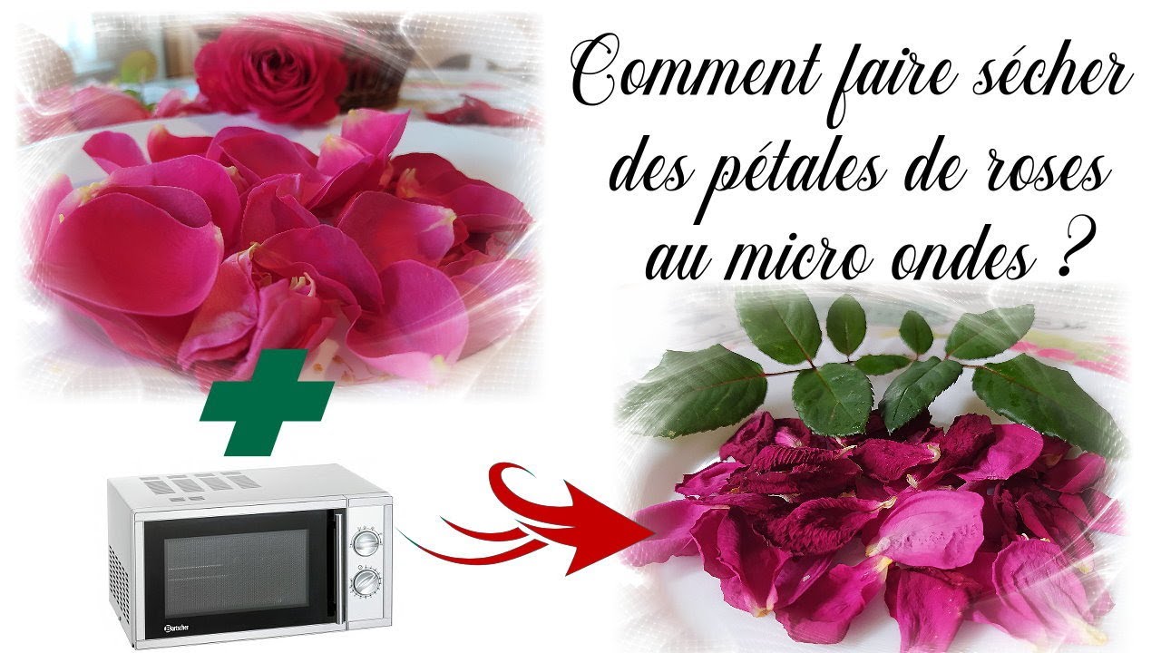 Comment faire sécher des pétales de roses au micro ondes - Tuto fleurs  séchées facile et rapide DIY - thptnganamst.edu.vn