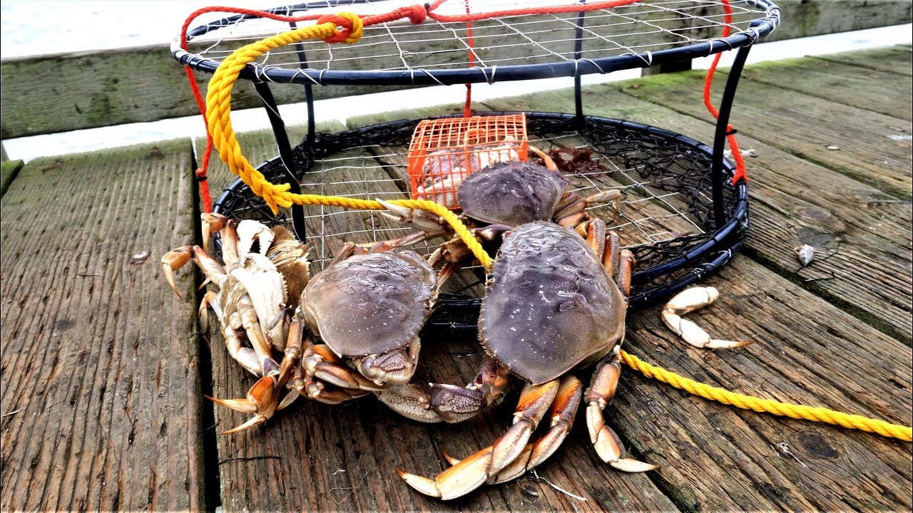 Catch n Cook Dungeness Crab. Part 1 of 3 Crab and Salmon Trip in