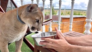 Messi pushed the cup of food away with his nose. A cat strike?! What happened this time?