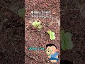 【サイエンスクラブ観察日記#1】5日前の種から芽が出た