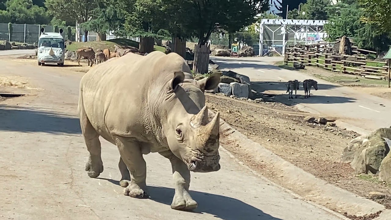 初解禁 第2弾！】ミナミシロサイの出社風景（長い目で観てやって