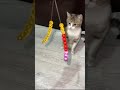 Satisfying 💯 🌈 🧶 Beads ASMRCat ReverseMagic#shorts #cat #asmr #satisfying #kitten