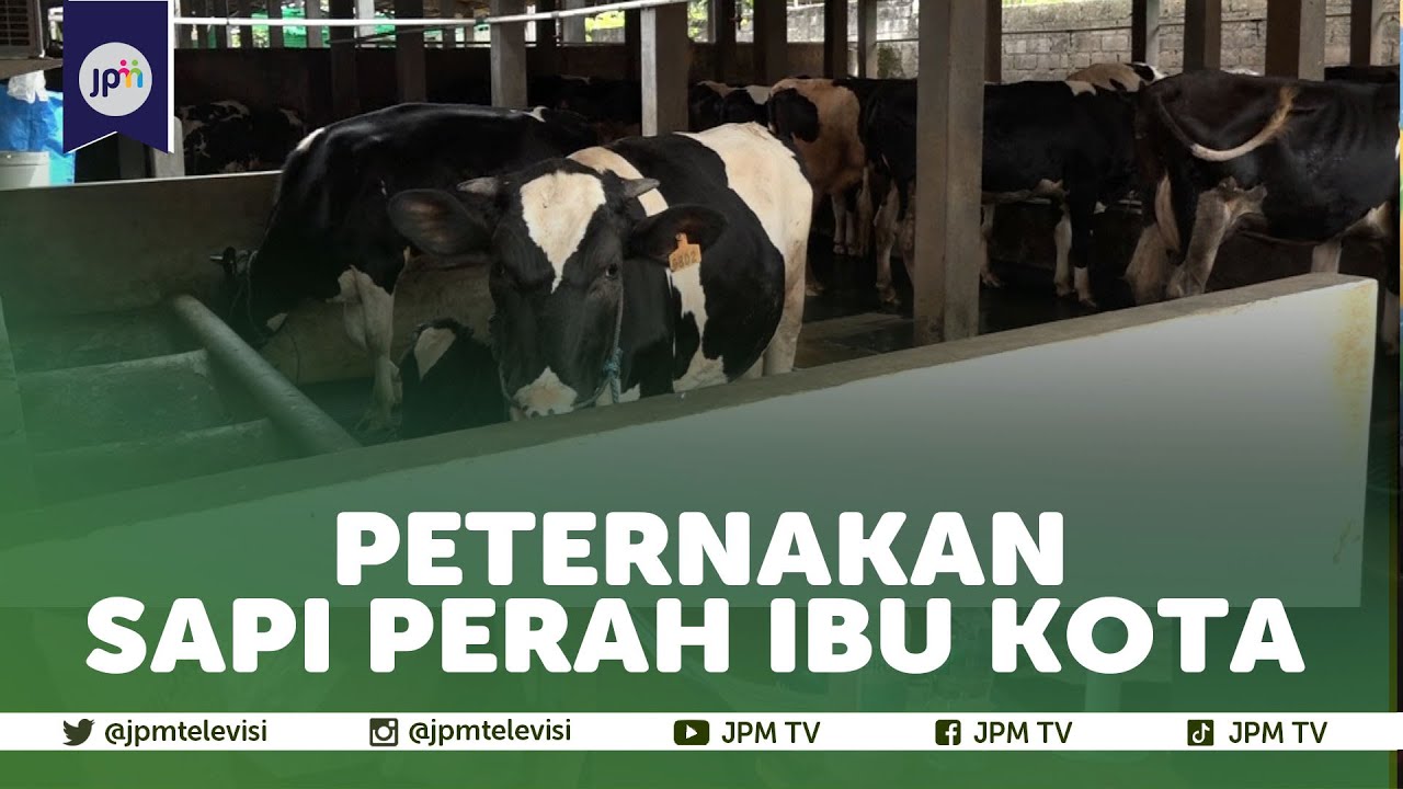 Sentra Peternakan Sapi Perah Jakarta sejak Zaman Belanda