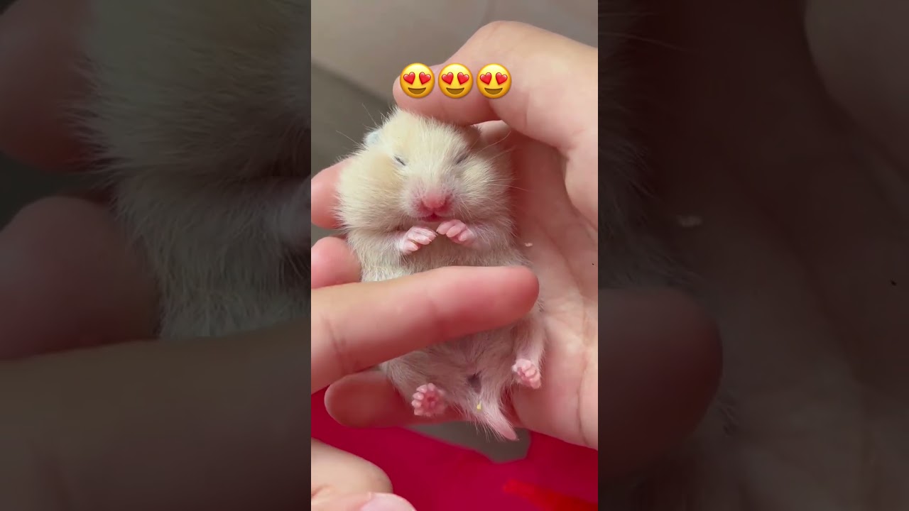 10 Days Baby Hamster Sleep in Hands 