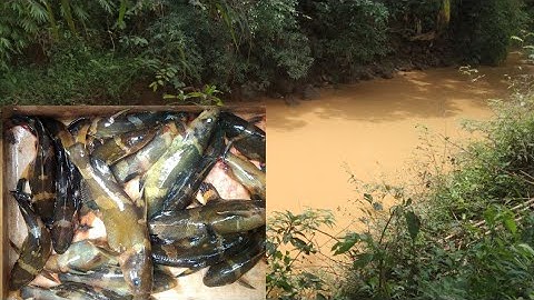 đầu mùa mưa nước lũ về,câu cá lăng mủ,chốt biệt kích,thả mồi là dính cá quá đã