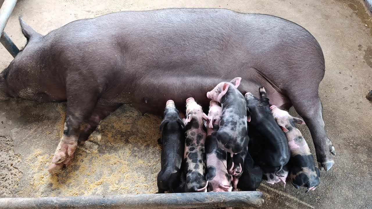 Nasceram mais leitão, light com pietran 