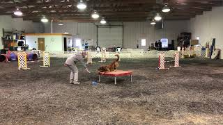 AKC Virtual Agility - ACT 1 Set A - Round 2