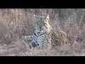 Leopard With Hyena Calling In The Background | Kruger National Park
