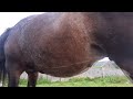 FASCINATING! Foal moves and plays inside her mother's tummy!