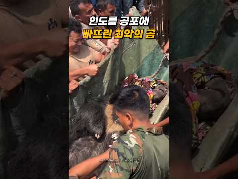 인도에서 난리났던 최악의 곰 thumbnail