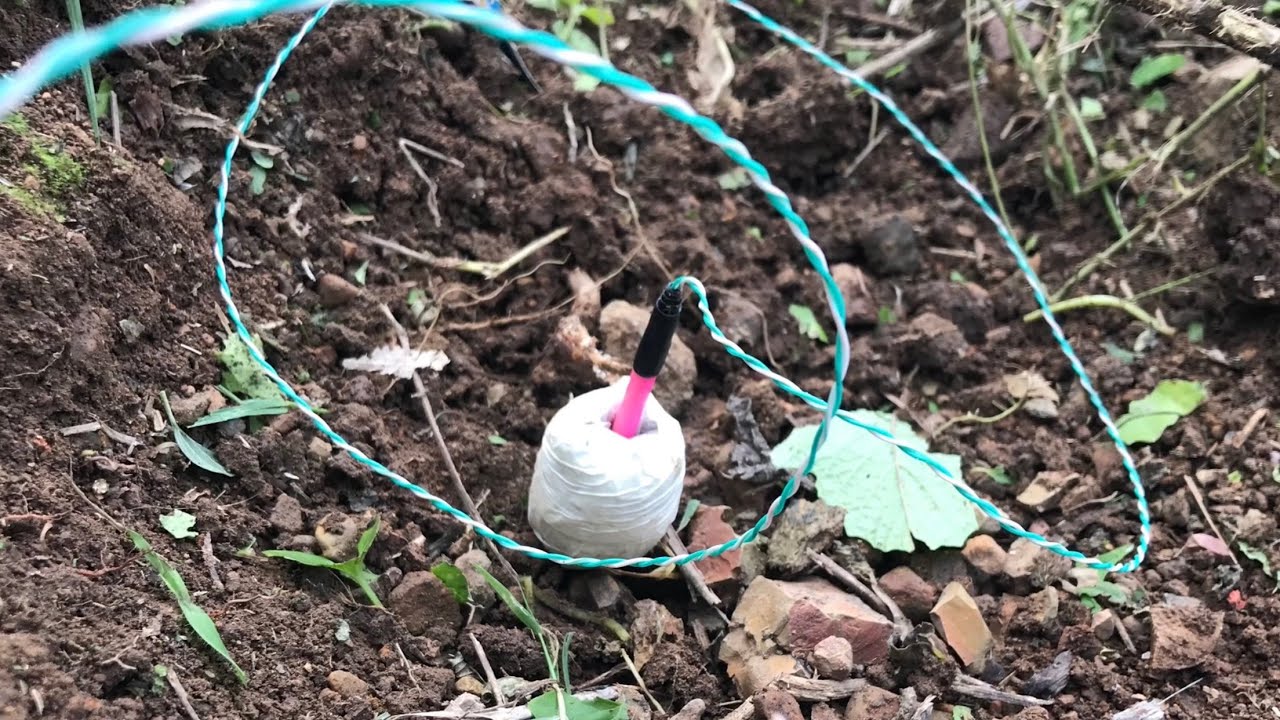 Potassium chlorate + Vaseline 20g vs Banana tree