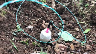 Potium Chlorate Vaseline 20G Vs Banana Tree