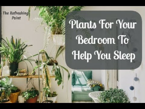 Plants That Generate Oxygen Even at Night – Great for Your Bedroom To Help You Sleep