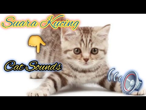 suara kucing memanggil / bunyi kucing /cat sounds - YouTube