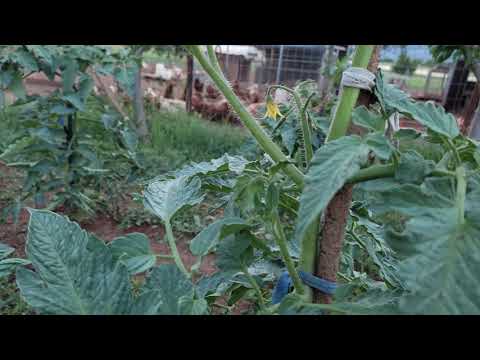 Βίντεο: Πληροφορίες για το κλάδεμα φυτών τομάτας