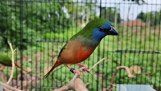 Pin-tailed ParrotFinch Singing || Bondol Hijau Binglis Gacor volume nyaring