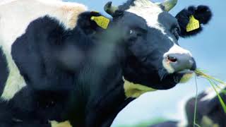 Mabinogi Ryu - Im So Happy