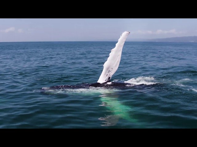 Whale Watching with Kim Beddall | Go Dominican Republic