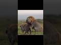Hyenas Challenge Lion’s Throne By info wild news