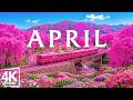 Spring Flower 4K • April 2026 🌸 Peak Bloom Gardens, Lavender Hills & Soothing Piano Music