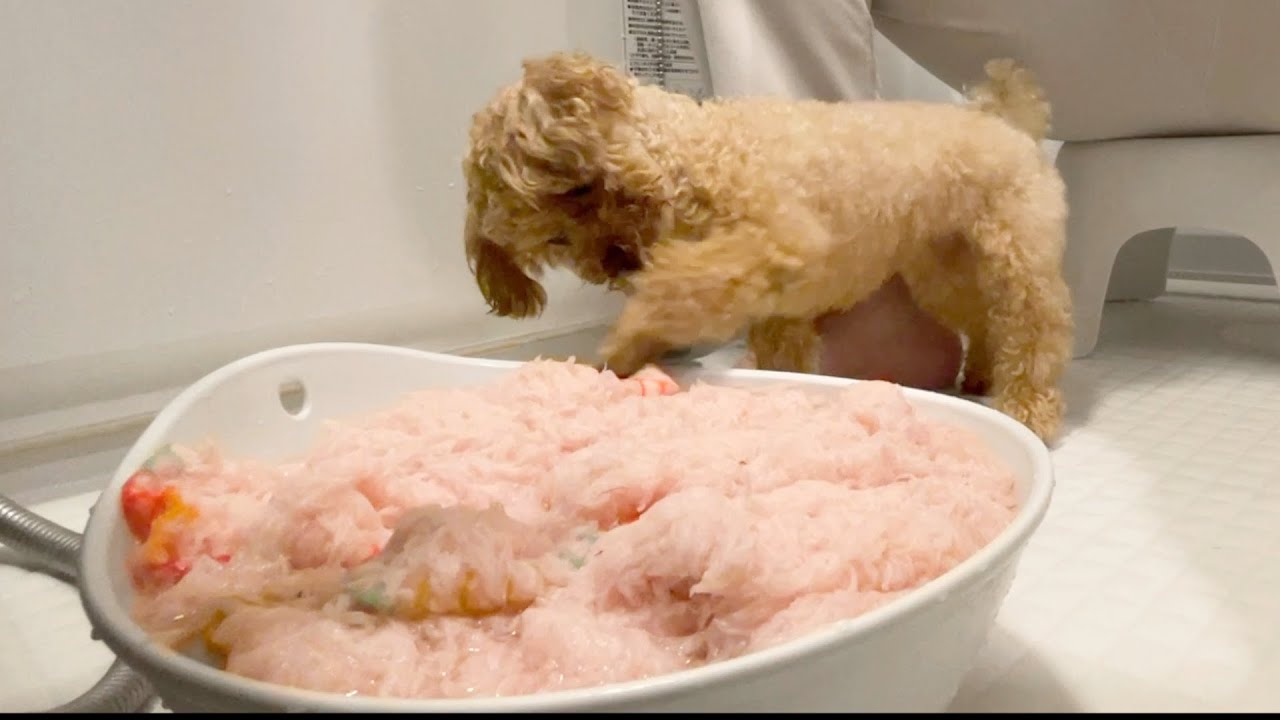 愛犬のお気に入りブランケットを洗濯するとこうなります