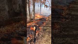 Prescribed Burn Oak Savanna and Prairie