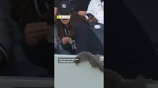 Squirrel Steals the Show at Yankees-Orioles Game 🐿️⚾ screenshot 4