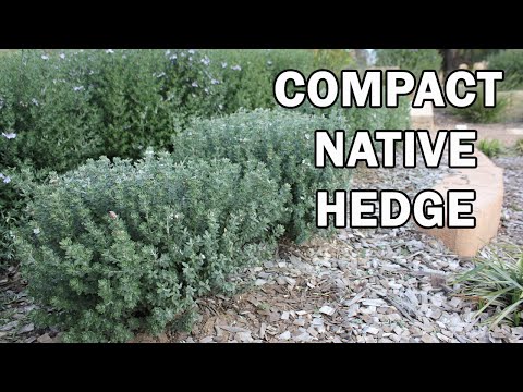 Vídeo: Growing Dymondia Lawns: obteniu informació sobre com utilitzar Dymondia Groundcover per a gespa