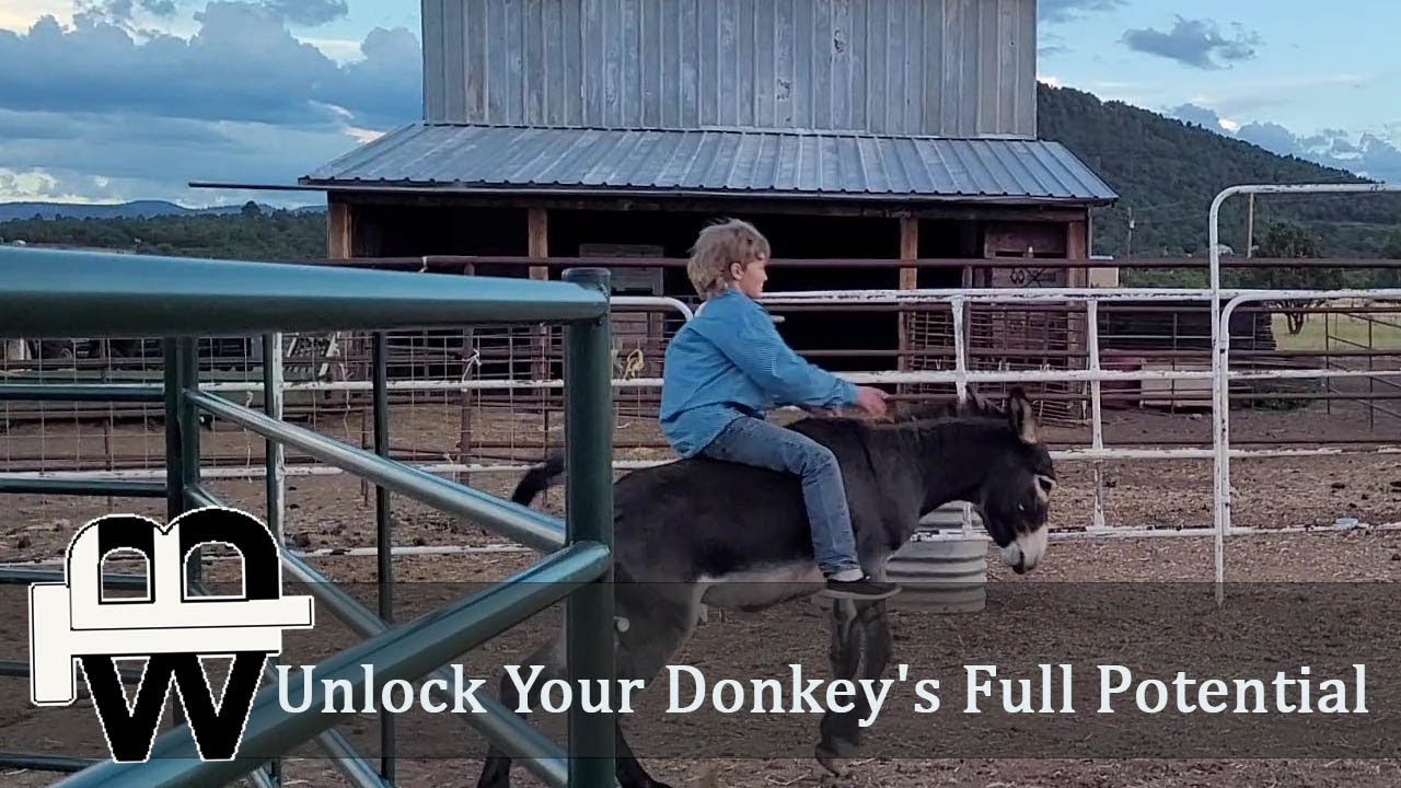 🌟 Master Donkey Training Secrets! 🐴🤩 Unlock Your Donkey's Full ...