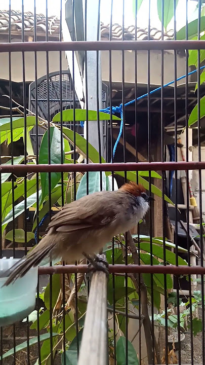luar biasa burung kaso kaso ini