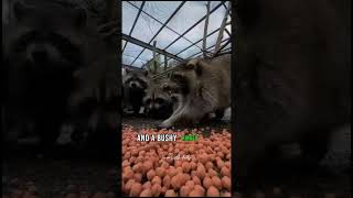 Amazing Facts About Raccoon Dogs #youtubevideos #viral #trending by Learn With Facts 1,131 views 3 months ago 1 minute, 10 seconds