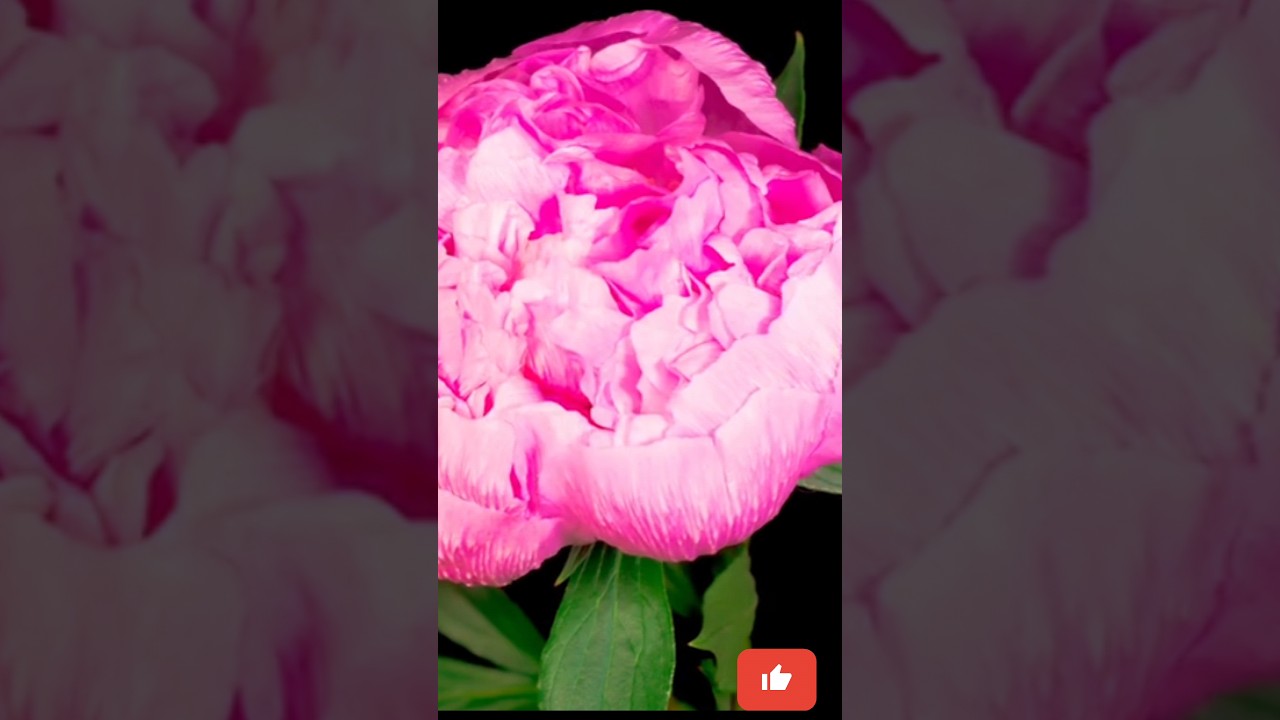 Beautiful but Unseen Before Peony Flower Rising 