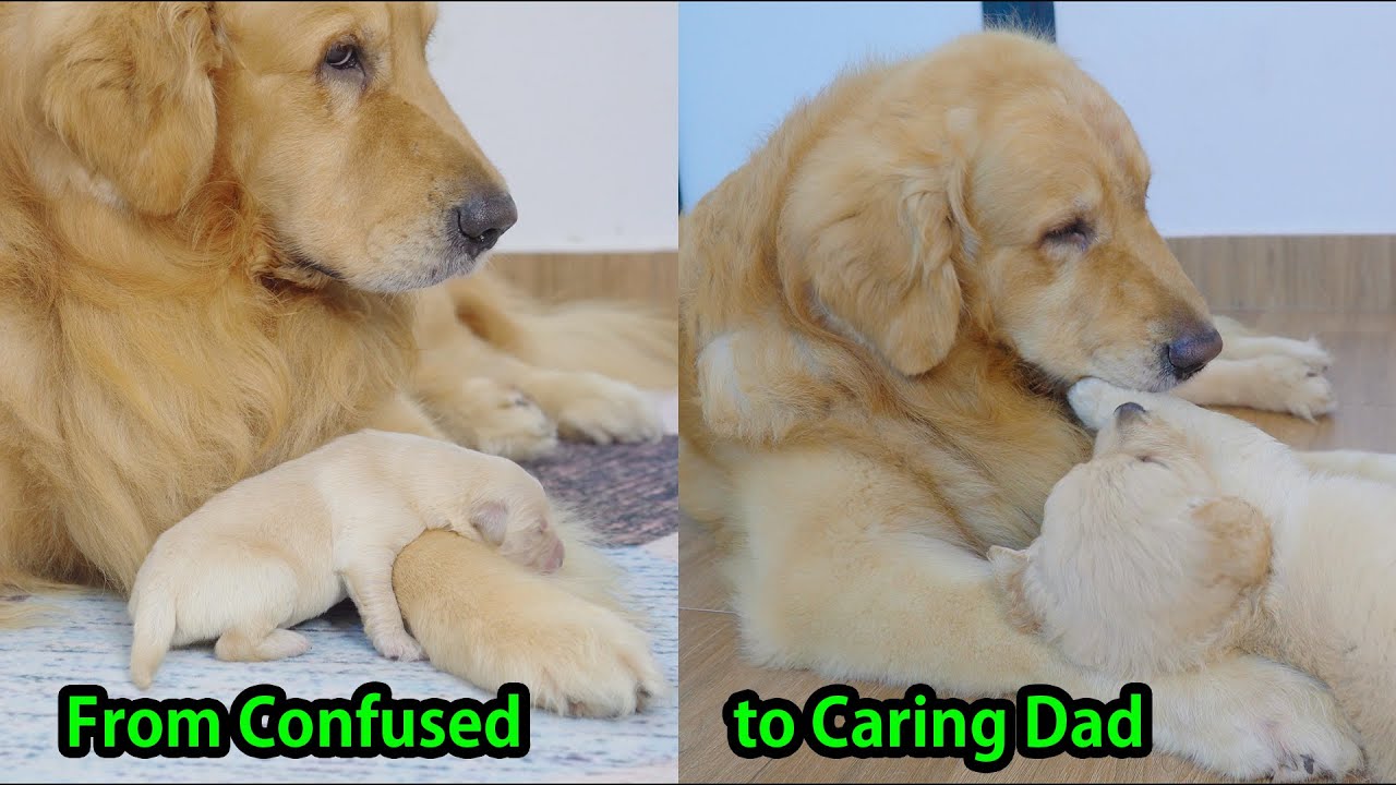 How My Golden Retriever Learned to Be a Dad to 8 Puppies in One Month