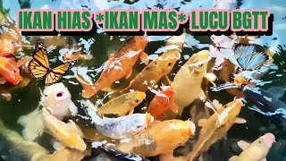 LAGU DI OBOK OBOK versi DJ | Video Clip Ikan Hias  | Lagu Anak Indonesia Terpopuler