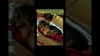 My dog is fine. This is an EDIT of him. He’s alive. Just making that clear.#dog #edit #tuff